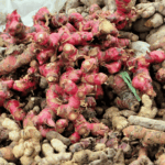 manfaat kencur untuk kesehatan tubuh