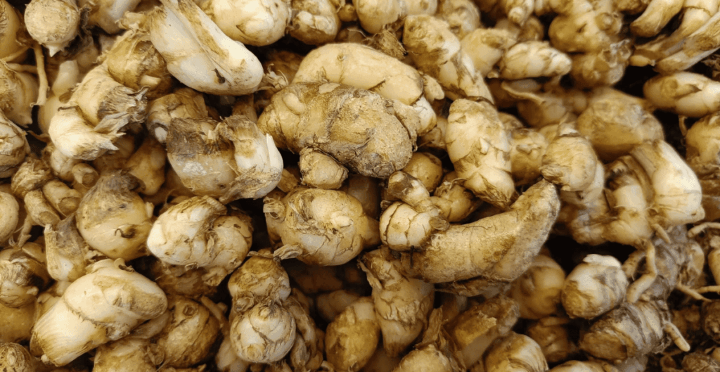 manfaat kencur sebagai anti inflamasi