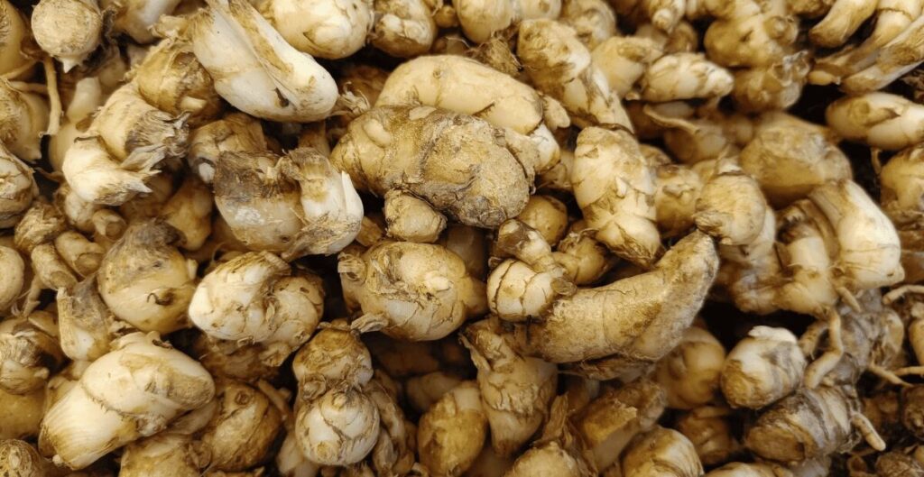 manfaat kencur sebagai anti inflamasi