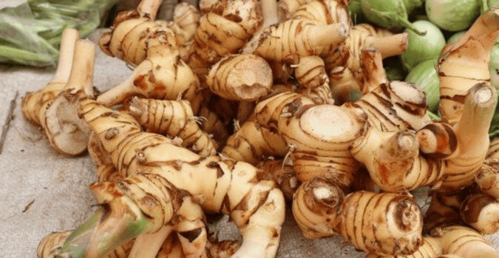 manfaat kencur untuk kesehatan anak