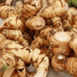 manfaat kencur untuk kesehatan anak