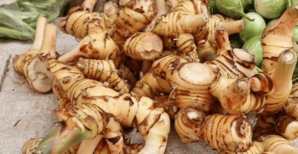 manfaat kencur untuk kesehatan anak