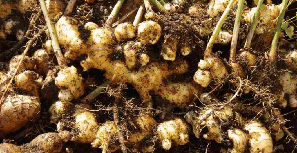 manfaat kencur untuk menjaga kesehatan