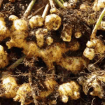 manfaat kencur untuk menjaga kesehatan