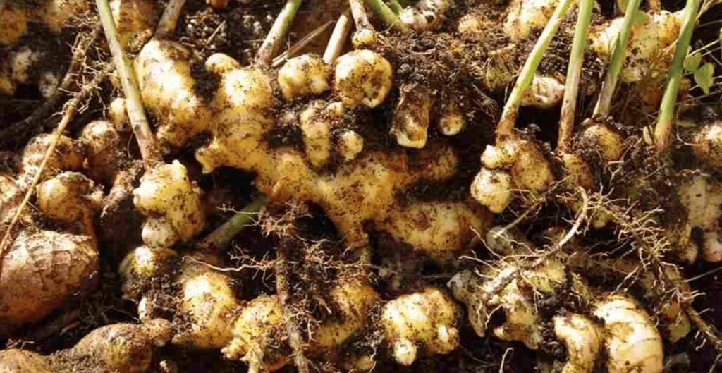 manfaat kencur untuk menjaga kesehatan