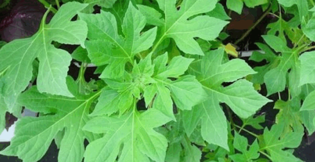 manfaat daun insulin untuk kesehatan