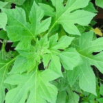 manfaat daun insulin untuk kesehatan