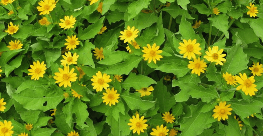 manfaat daun insulin kering