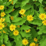 manfaat daun insulin kering