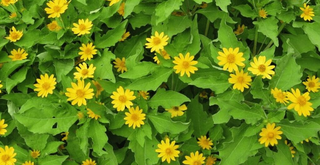 manfaat daun insulin kering