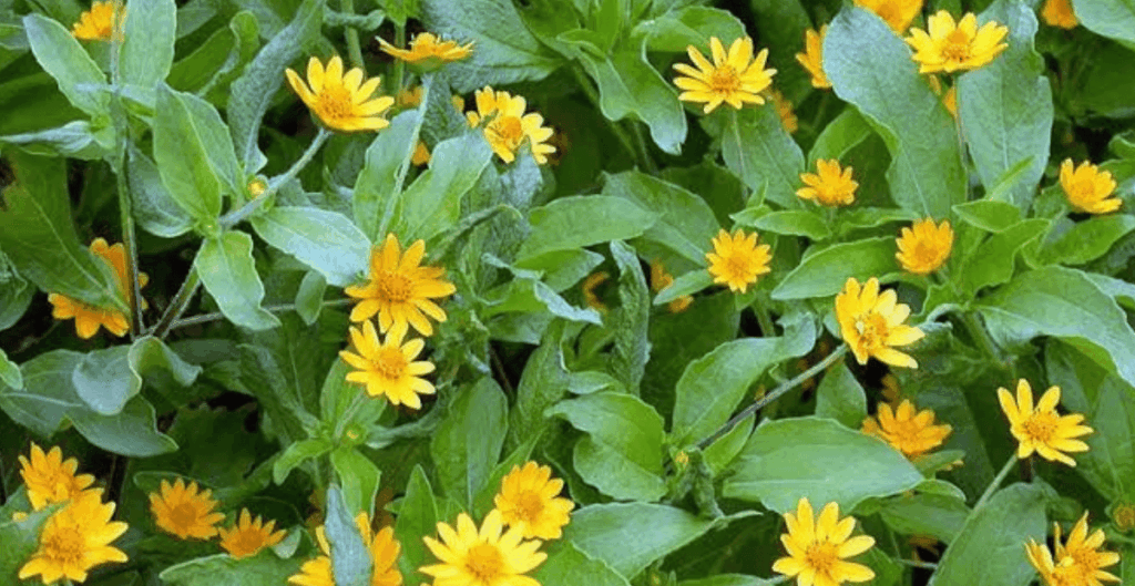 Rebusan Daun Insulin dan Kegunaannya