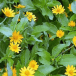 Rebusan Daun Insulin dan Kegunaannya