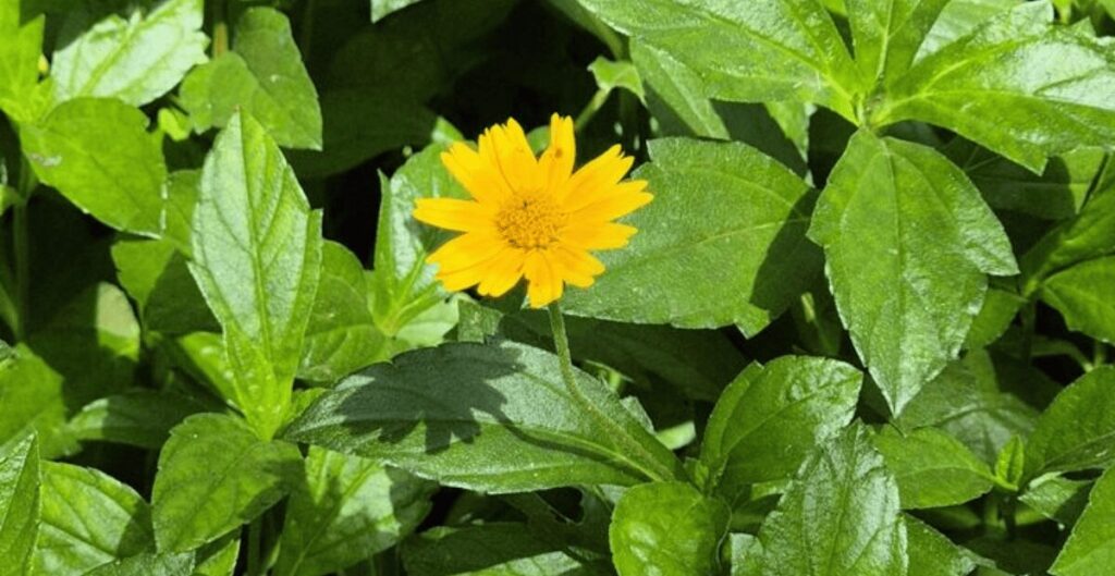 daun insulin herbal alami