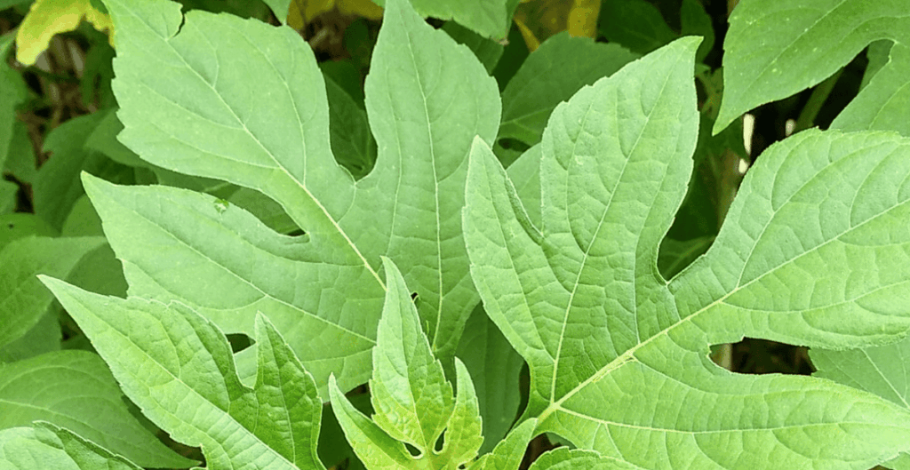 tanaman daun insulin untuk diabetes