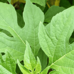 tanaman daun insulin untuk diabetes