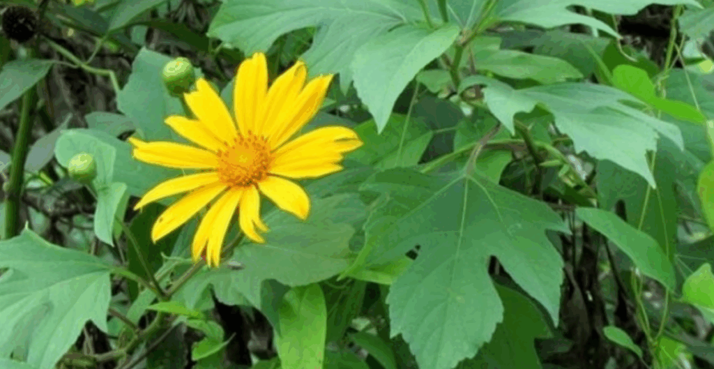 daun insulin sebagai obat herbal diabetes