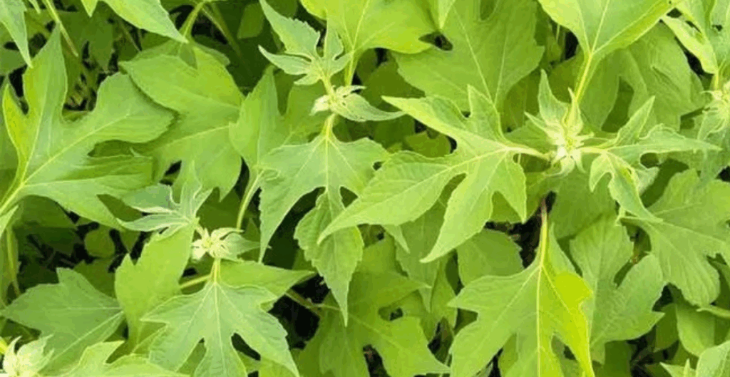 cara konsumsi daun insulin yang benar