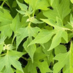 cara konsumsi daun insulin yang benar