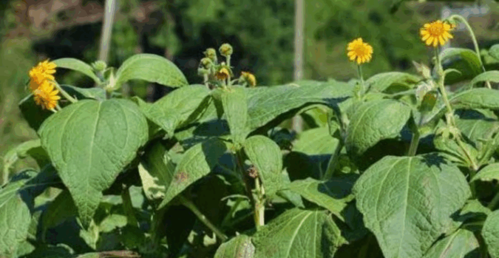 efek samping daun insulin