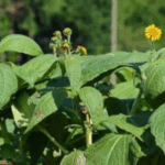 efek samping daun insulin