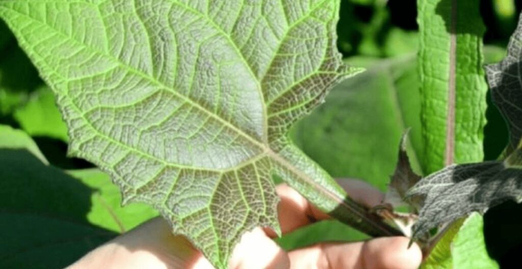 daun insulin dalam pengobatan tradisional