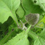 daun insulin bahan herbal