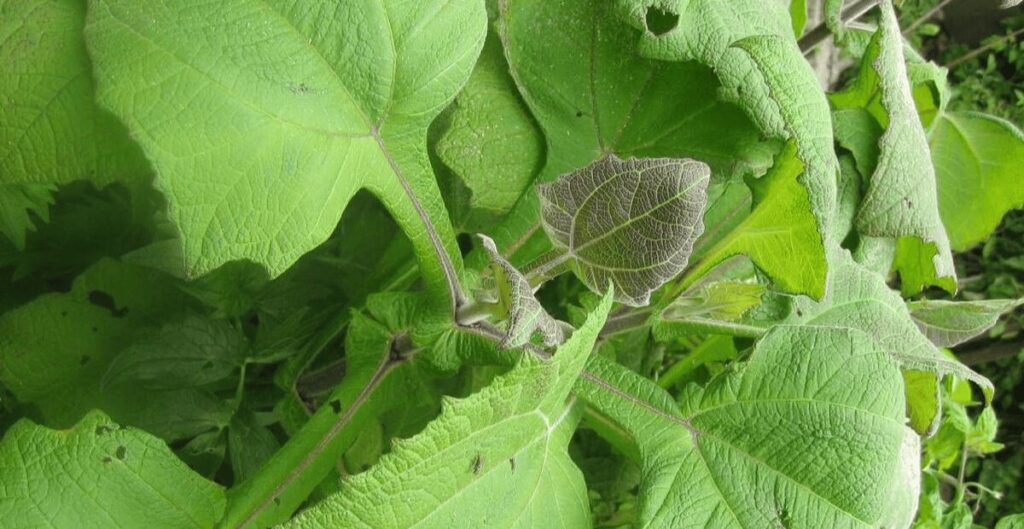 daun insulin bahan herbal