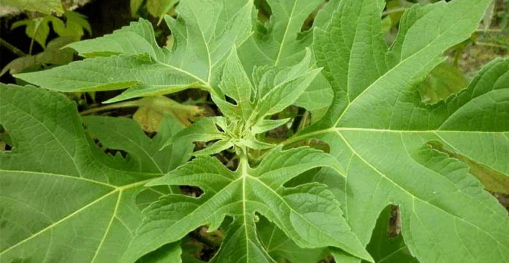 aturan minum daun insulin