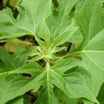 aturan minum daun insulin