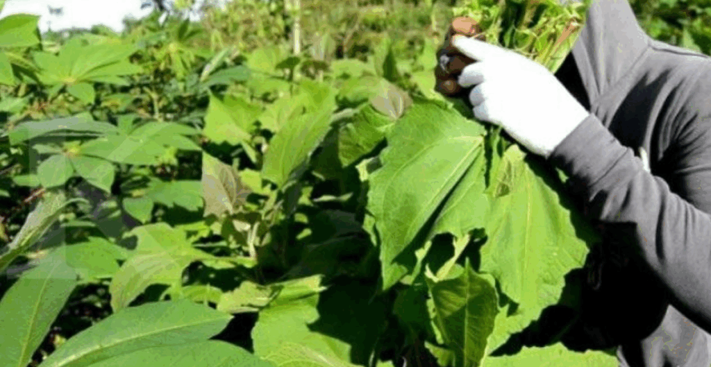 daun insulin sebagai tanaman obat