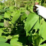 daun insulin sebagai tanaman obat