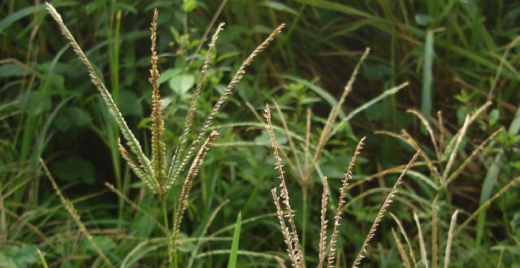 akar teki dalam pengobatan tradisional