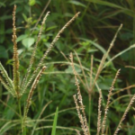 akar teki dalam pengobatan tradisional