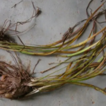 manfaat akar teki untuk wanita