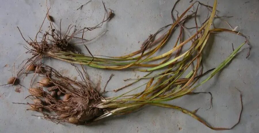 manfaat akar teki untuk wanita