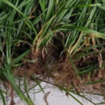 Akar Teki untuk Membantu Meredakan Nyeri Haid