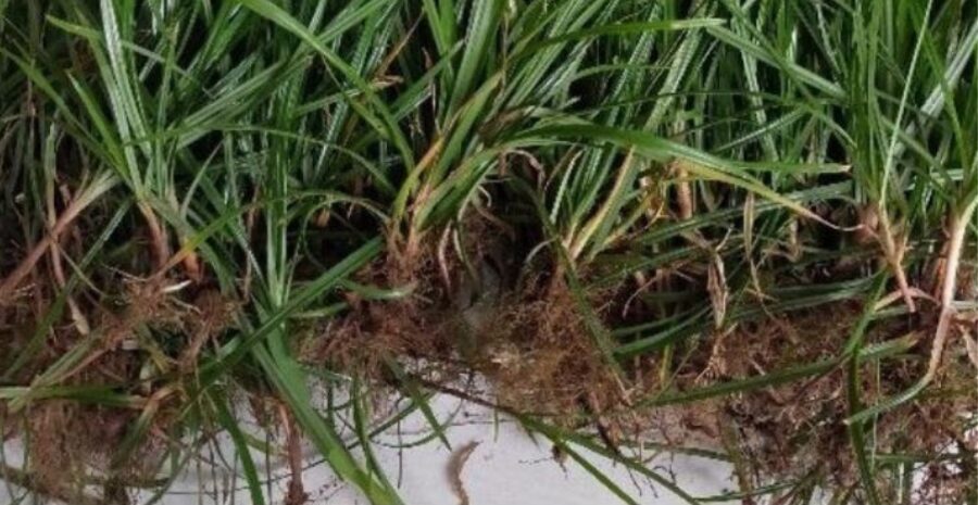 Akar Teki untuk Membantu Meredakan Nyeri Haid