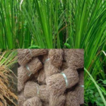 manfaat akar teki untuk pencernaan