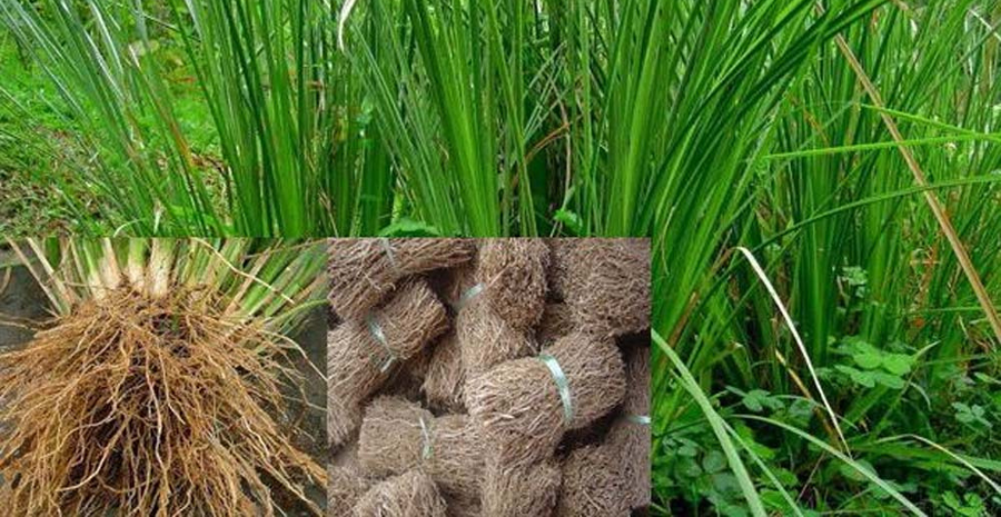 manfaat akar teki untuk pencernaan