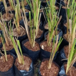 akar teki anti inflamasi