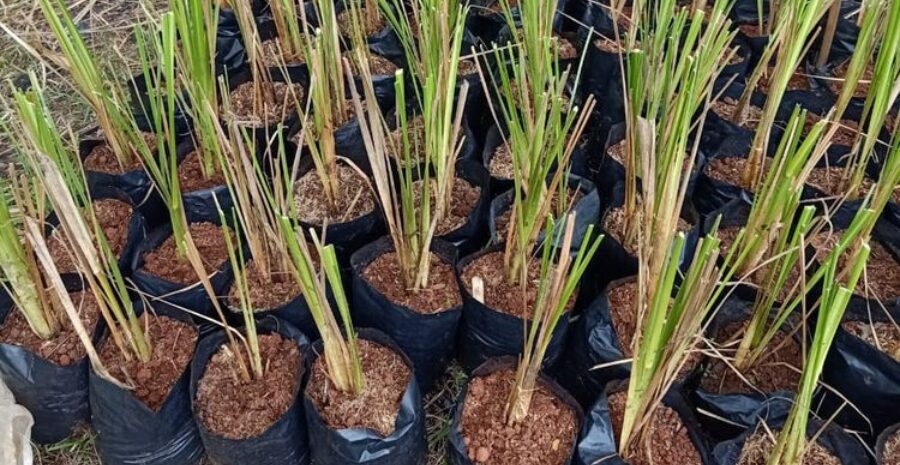 akar teki anti inflamasi