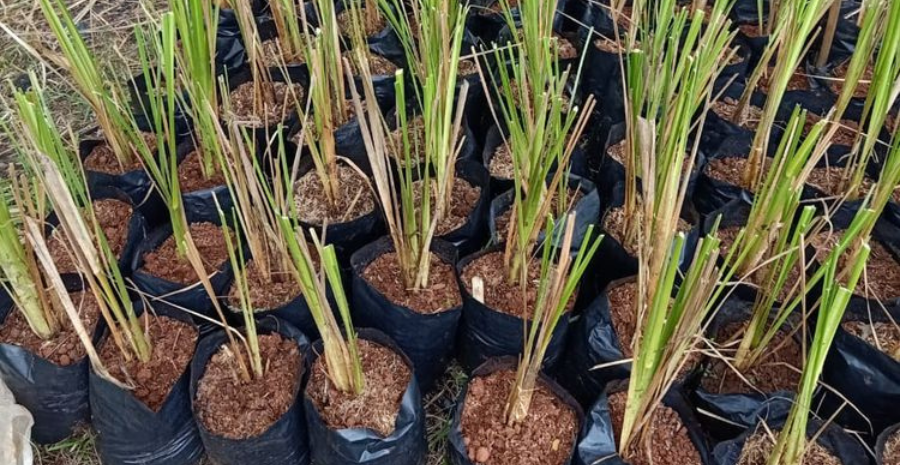 akar teki anti inflamasi