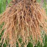 cara konsumsi akar teki