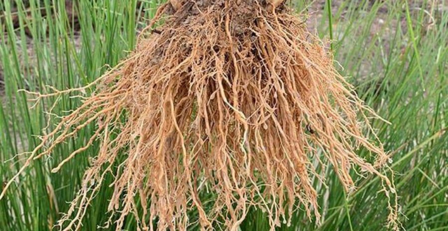 cara konsumsi akar teki