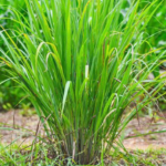 rebusan akar teki manfaat