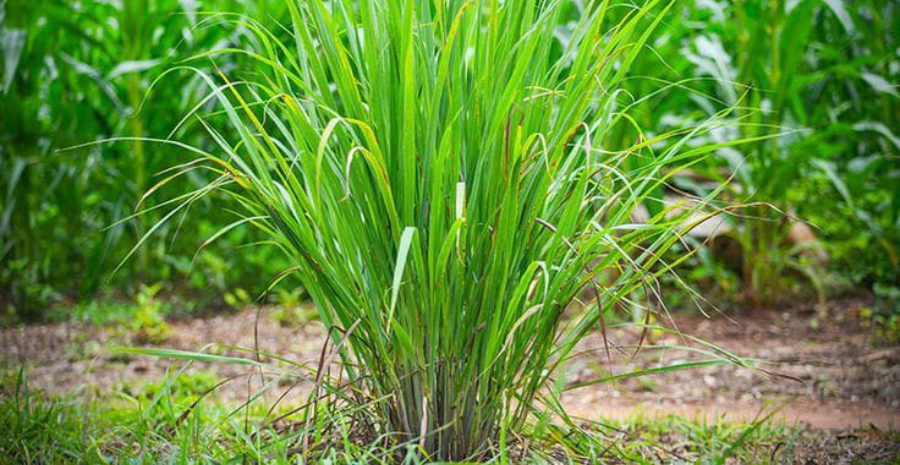 rebusan akar teki manfaat