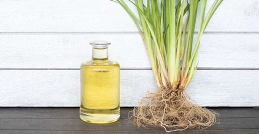 efek samping akar teki