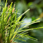 aturan minum akar teki