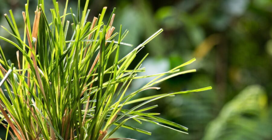 aturan minum akar teki