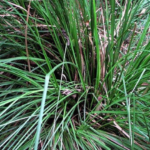 aturan minum akar teki